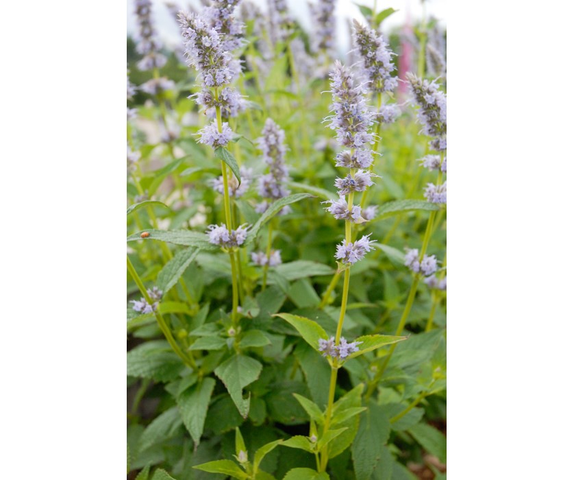 Blue Fortune Hyssop